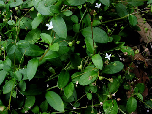 Oldenlandia biflora